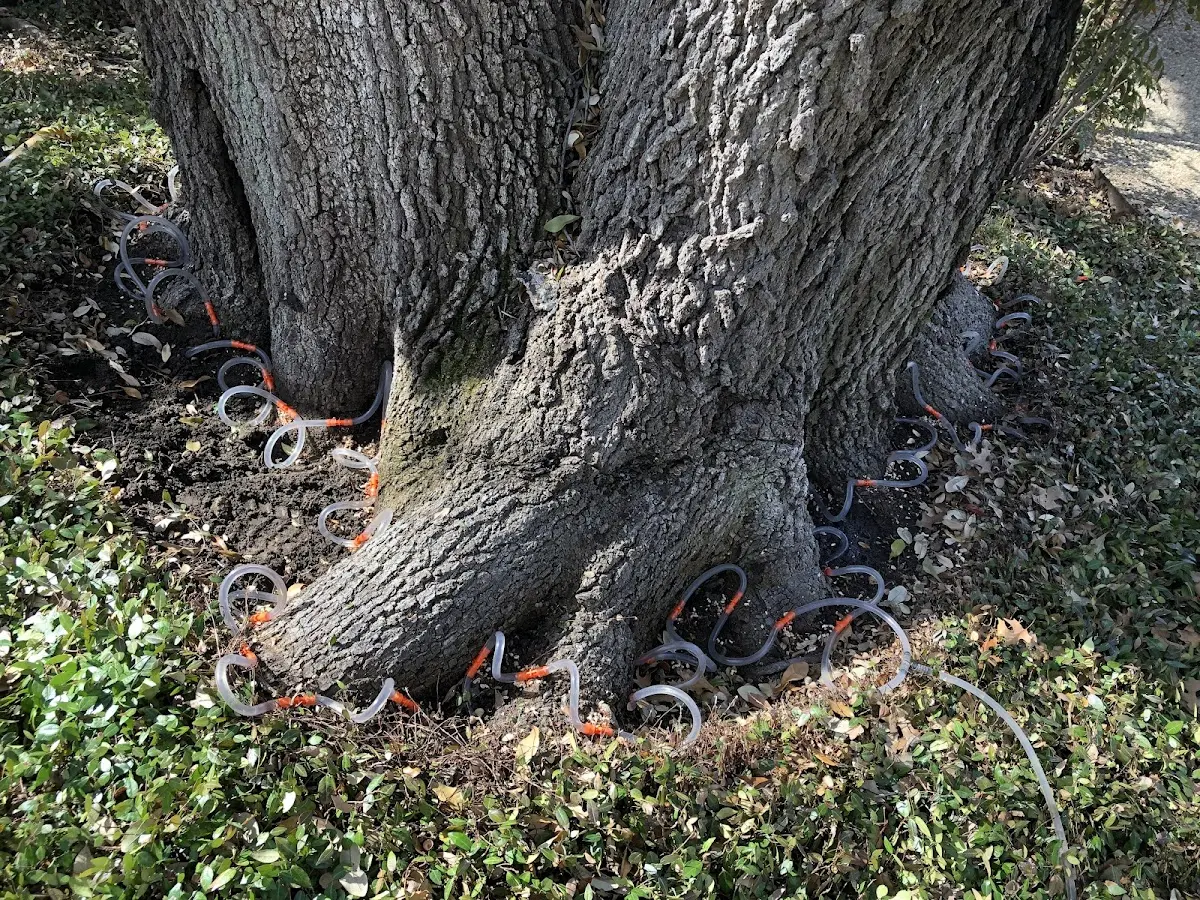 Detailed Tree Cabling and Bracing job site in Turkey
